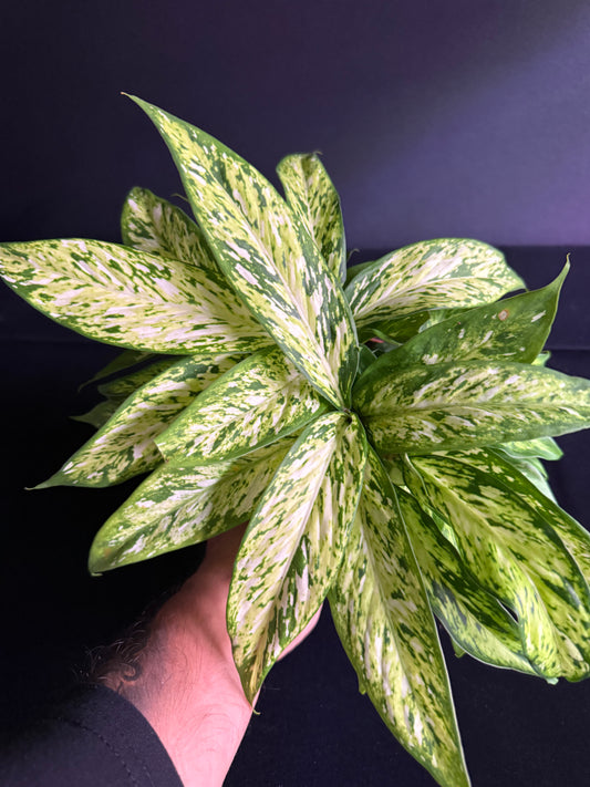 Dieffenbachia Starbright - Grower's Choice