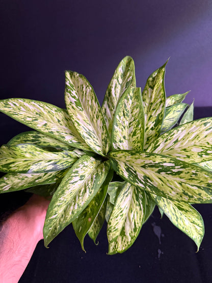 Dieffenbachia Starbright - Grower's Choice