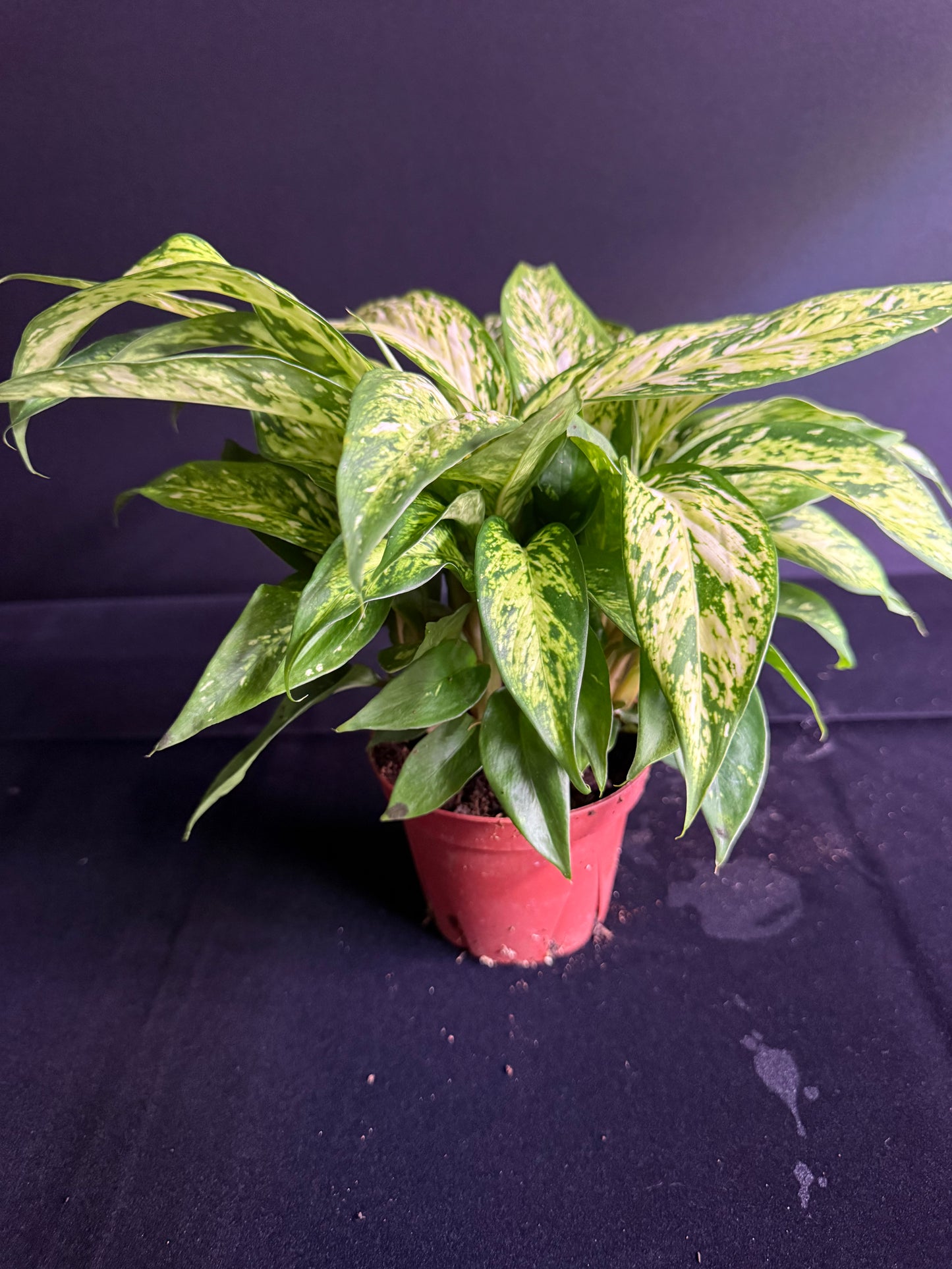 Dieffenbachia Starbright - Grower's Choice
