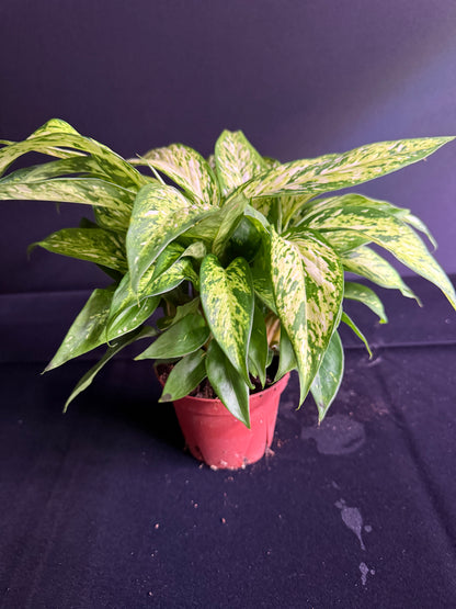 Dieffenbachia Starbright - Grower's Choice