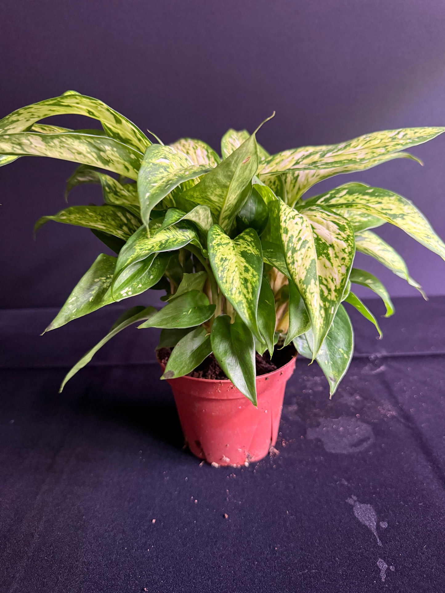 Dieffenbachia Starbright - Grower's Choice