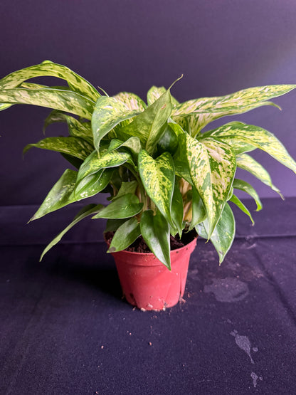 Dieffenbachia Starbright - Grower's Choice