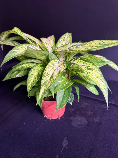 Dieffenbachia Starbright - Grower's Choice