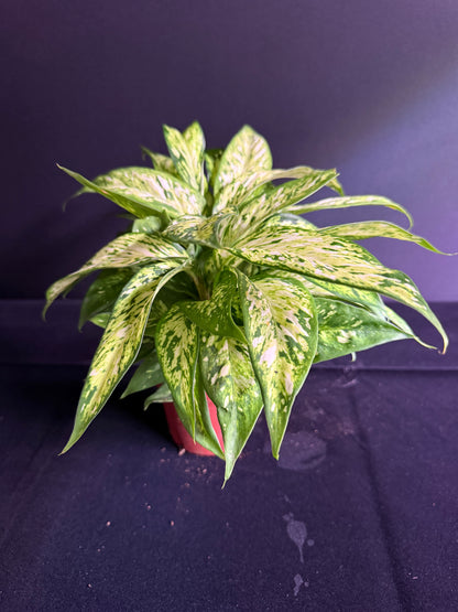 Dieffenbachia Starbright - Grower's Choice