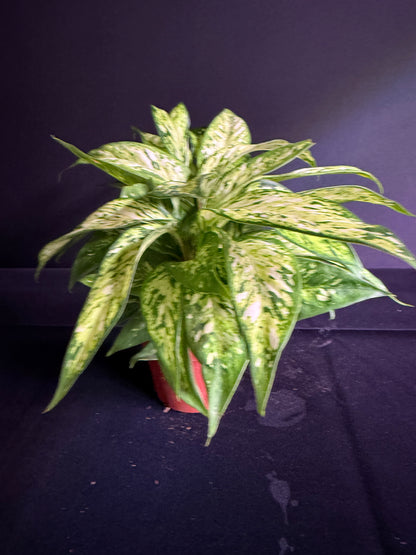 Dieffenbachia Starbright - Grower's Choice