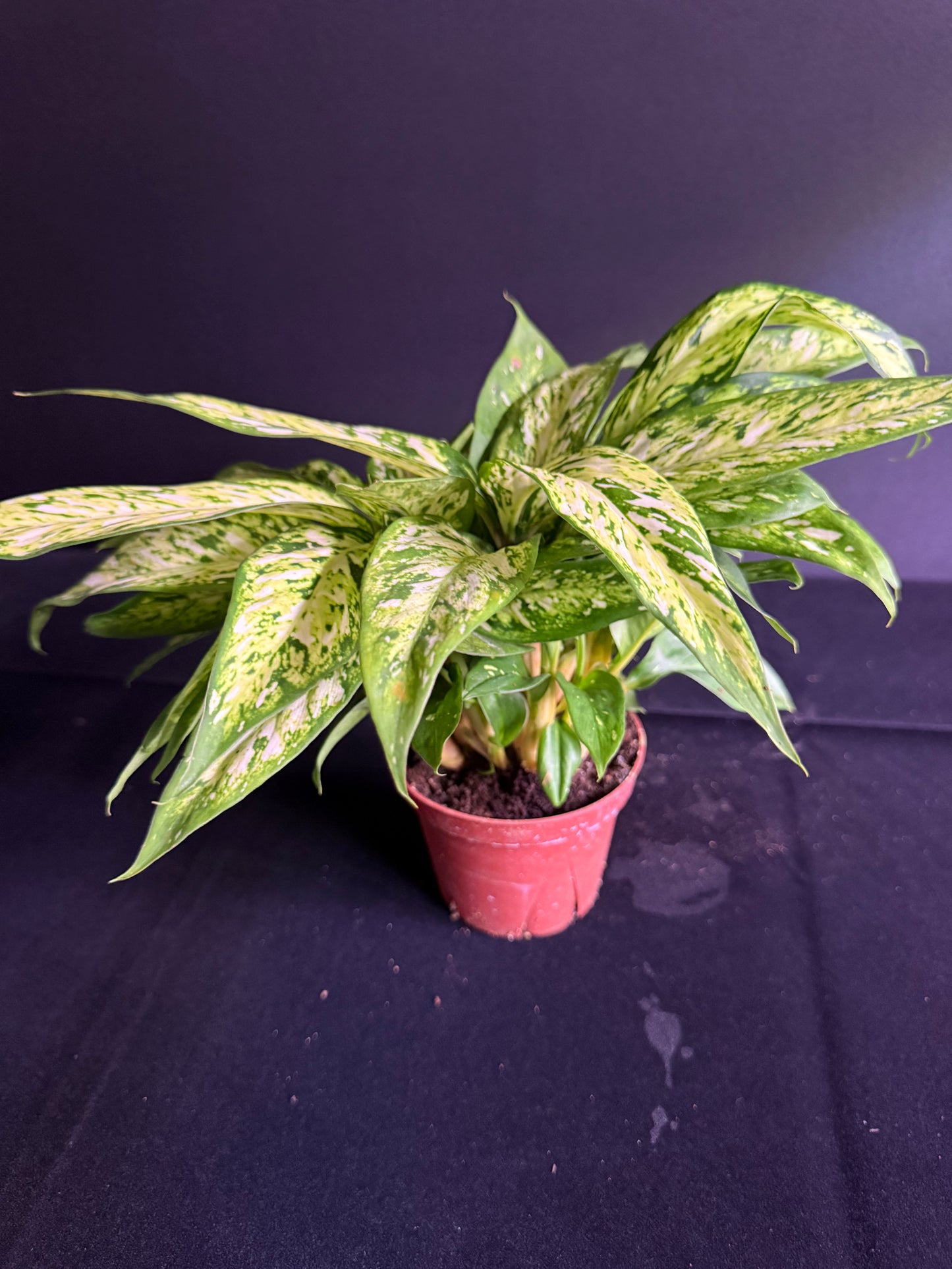 Dieffenbachia Starbright - Grower's Choice