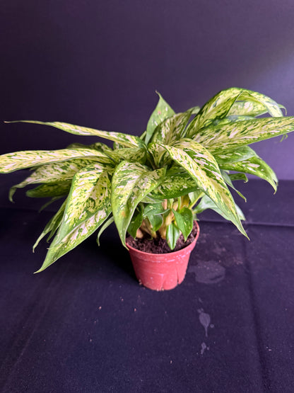 Dieffenbachia Starbright - Grower's Choice