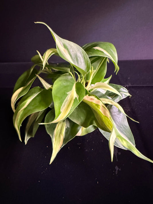 Philodendron Hederaceum Rio - Growers Choice