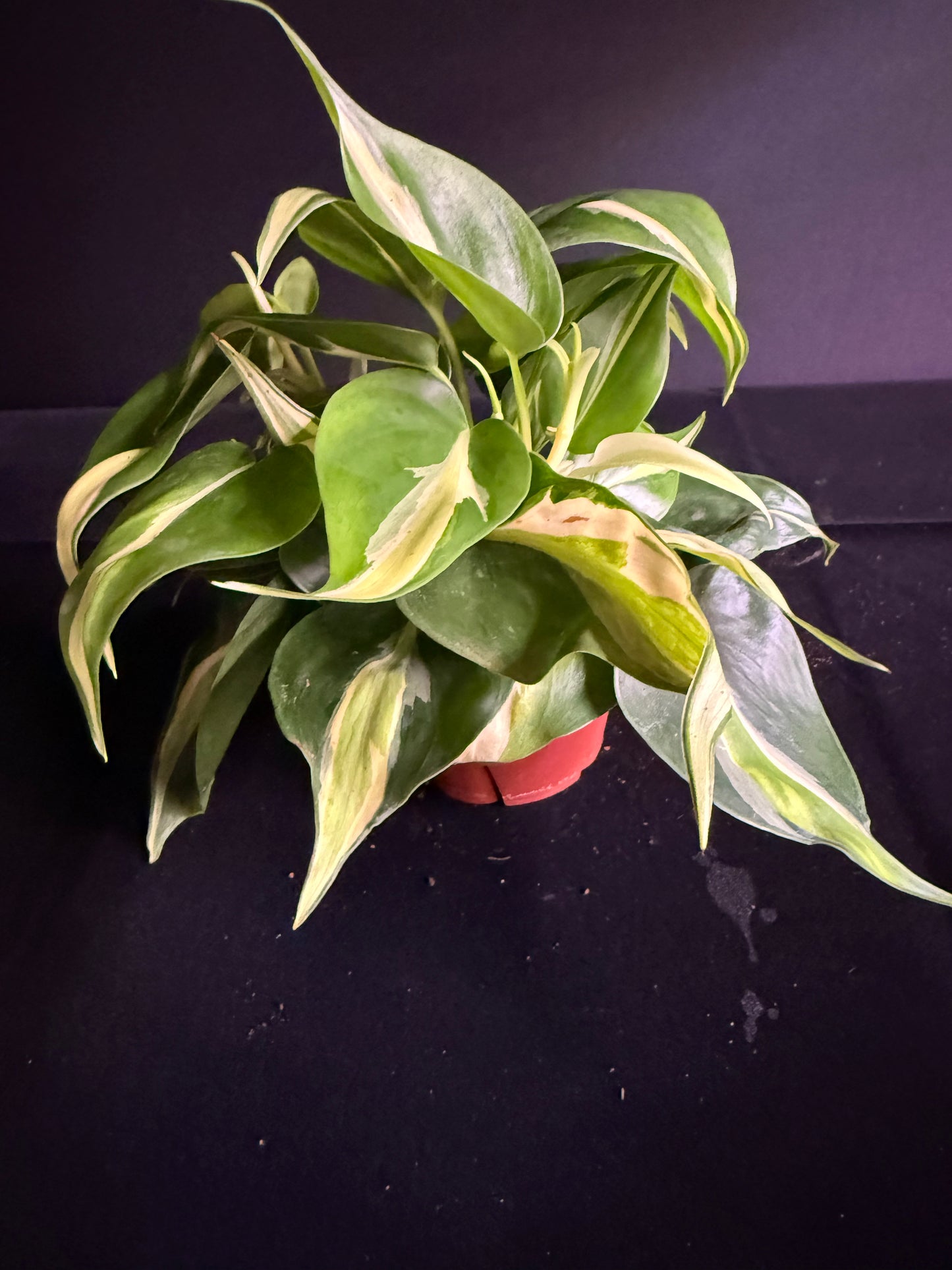 Philodendron Hederaceum Rio - Growers Choice