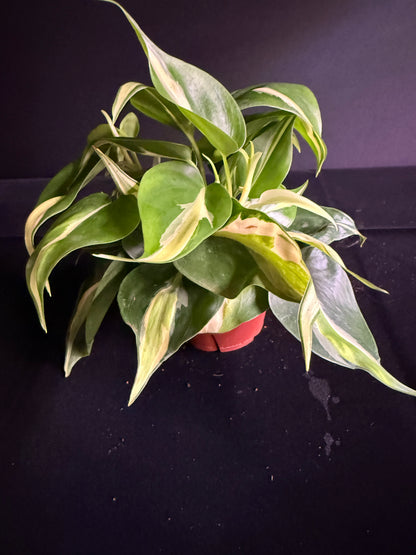Philodendron Hederaceum Rio - Growers Choice