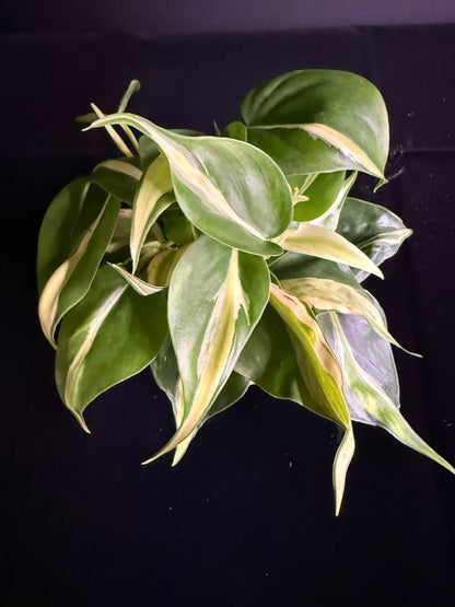 Philodendron Hederaceum Rio - Growers Choice