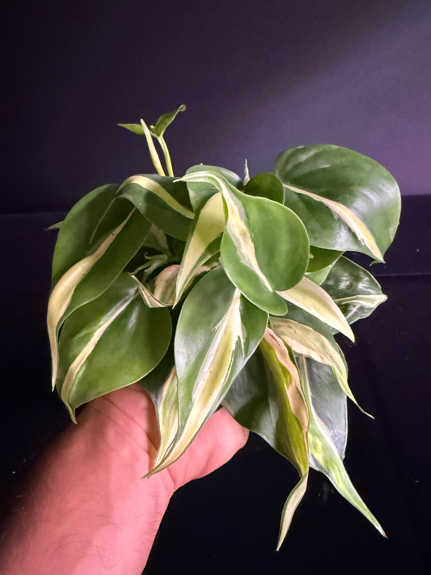 Philodendron Hederaceum Rio - Growers Choice