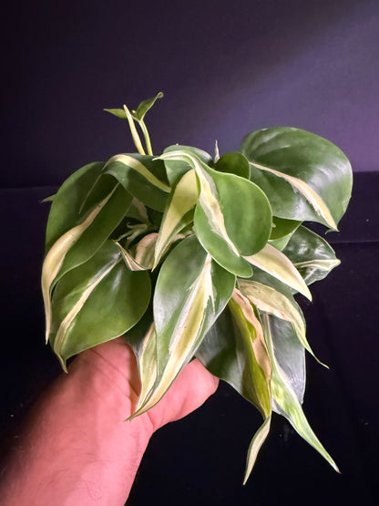 Philodendron Hederaceum Rio - Growers Choice