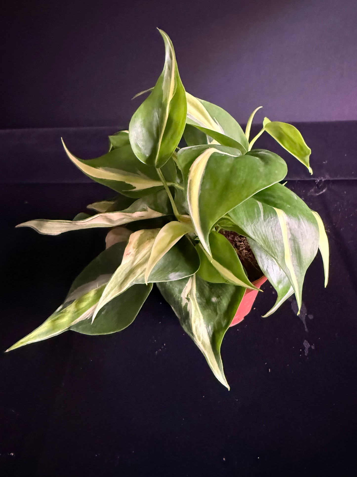 Philodendron Hederaceum Rio - Growers Choice