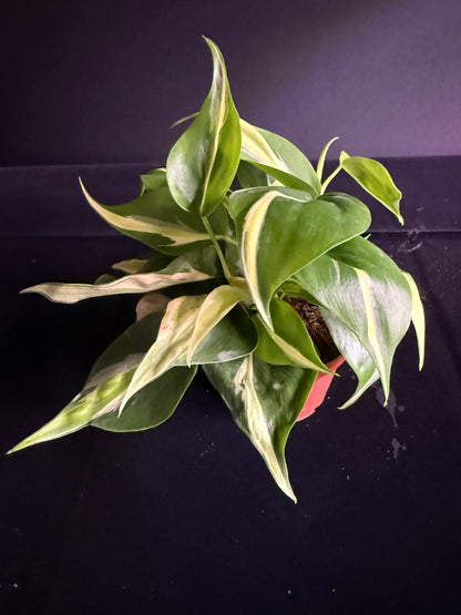 Philodendron Hederaceum Rio - Growers Choice