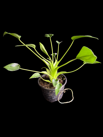 Alocasia Tiny Dancer - Grower's Choice