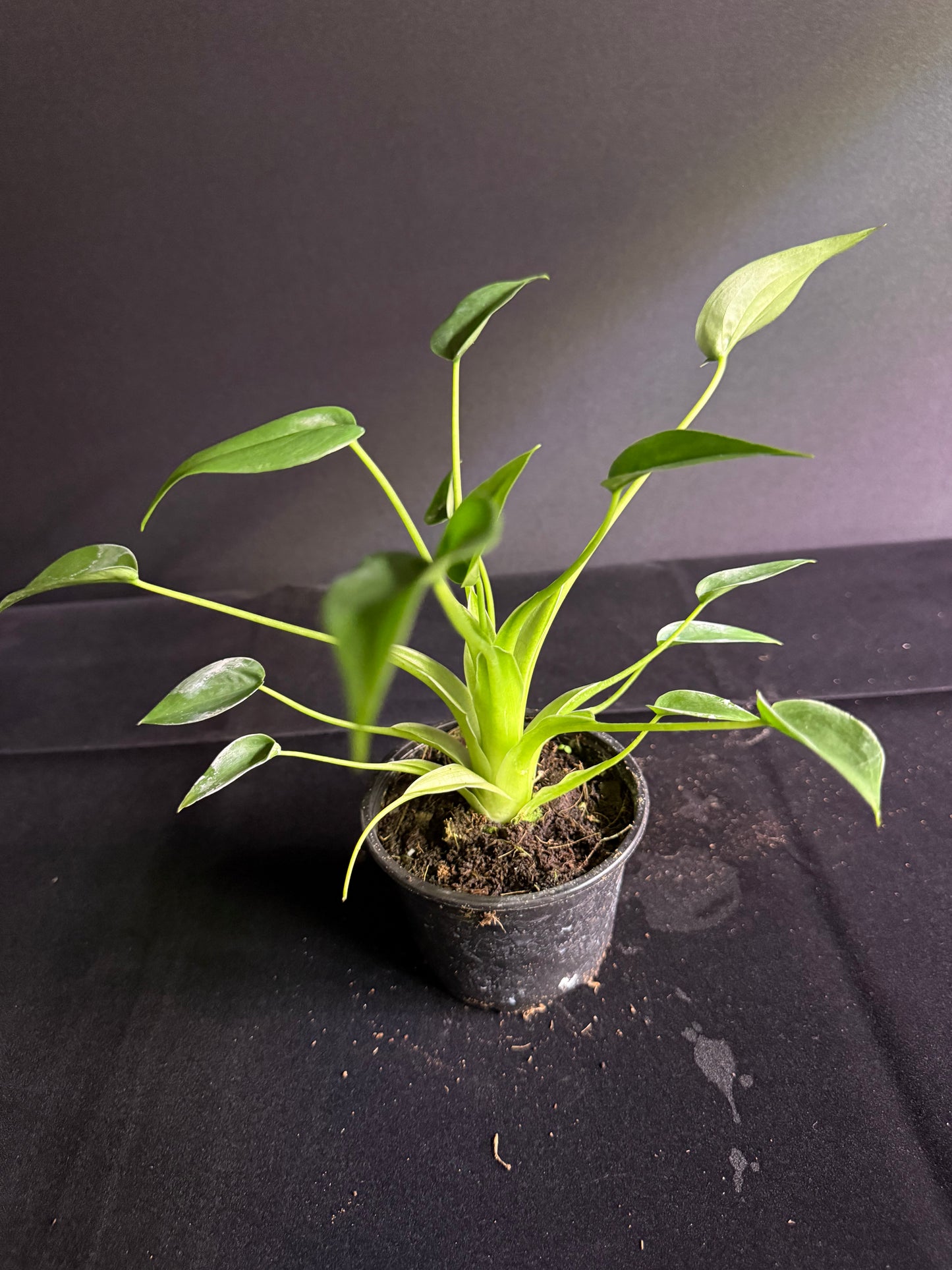 Alocasia Tiny Dancer - Grower's Choice