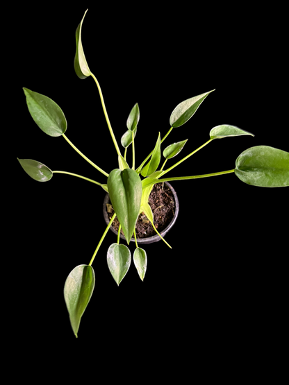 Alocasia Tiny Dancer - Grower's Choice