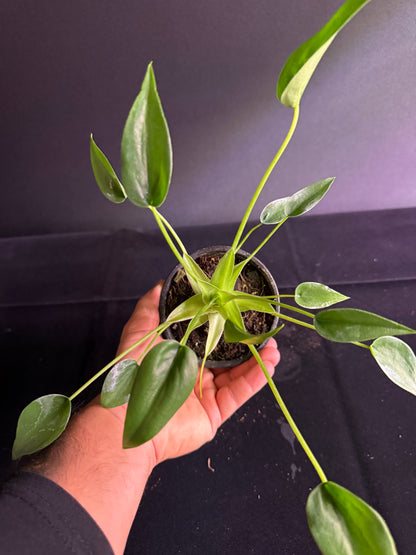 Alocasia Tiny Dancer - Grower's Choice