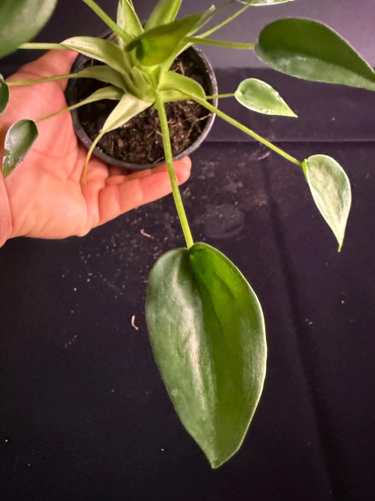 Alocasia Tiny Dancer - Grower's Choice