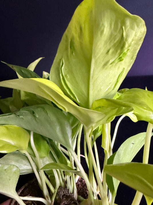 Pothos Sao Paulo - Grower's Choice