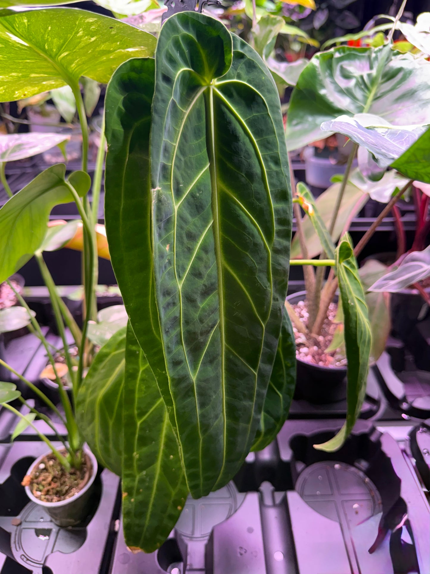 Anthurium Warocqueanum