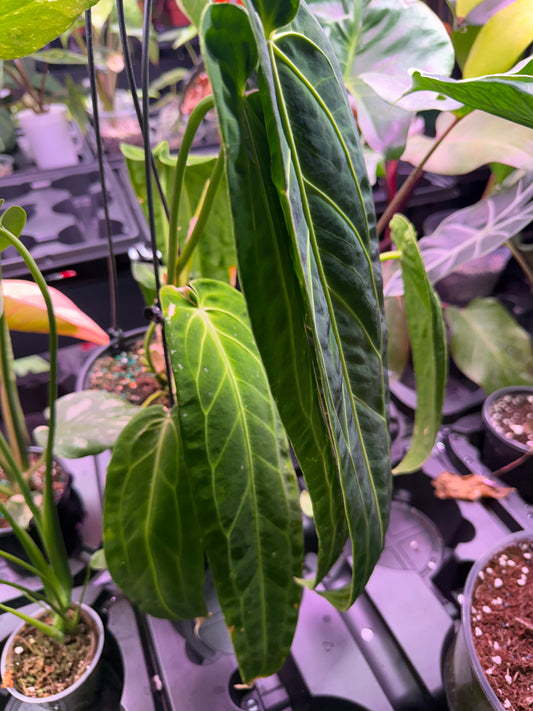 Anthurium Warocqueanum