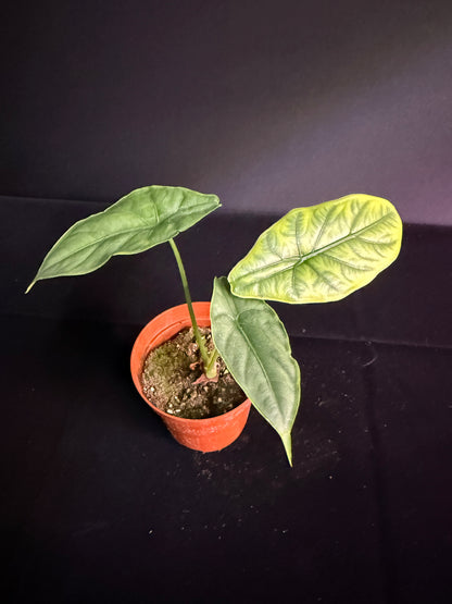 Alocasia Puncakborneensis - Grower's Choice