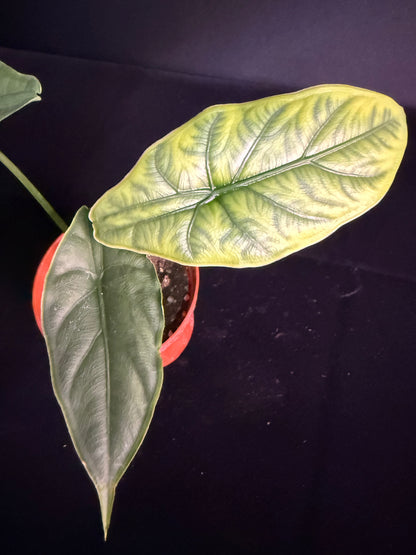 Alocasia Puncakborneensis - Grower's Choice