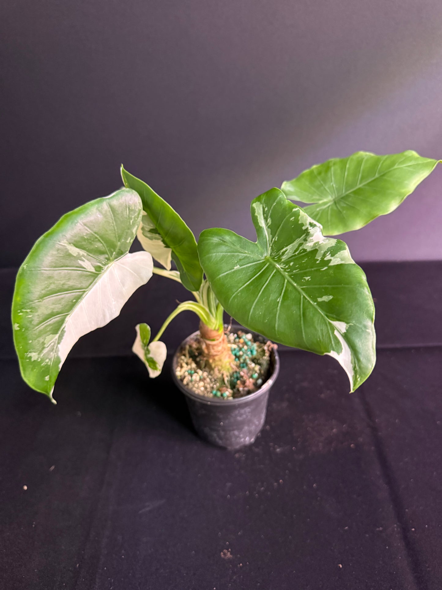 Alocasia Okinawa - Variegated - Grower's Choice