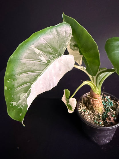 Alocasia Okinawa - Variegated - Grower's Choice
