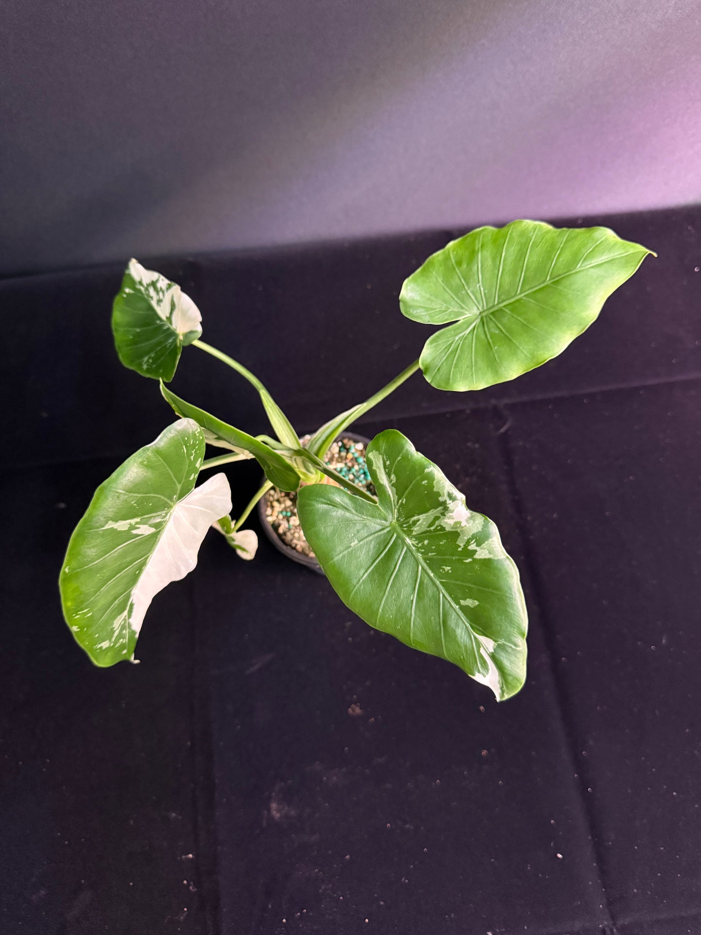 Alocasia Okinawa - Variegated - Grower's Choice