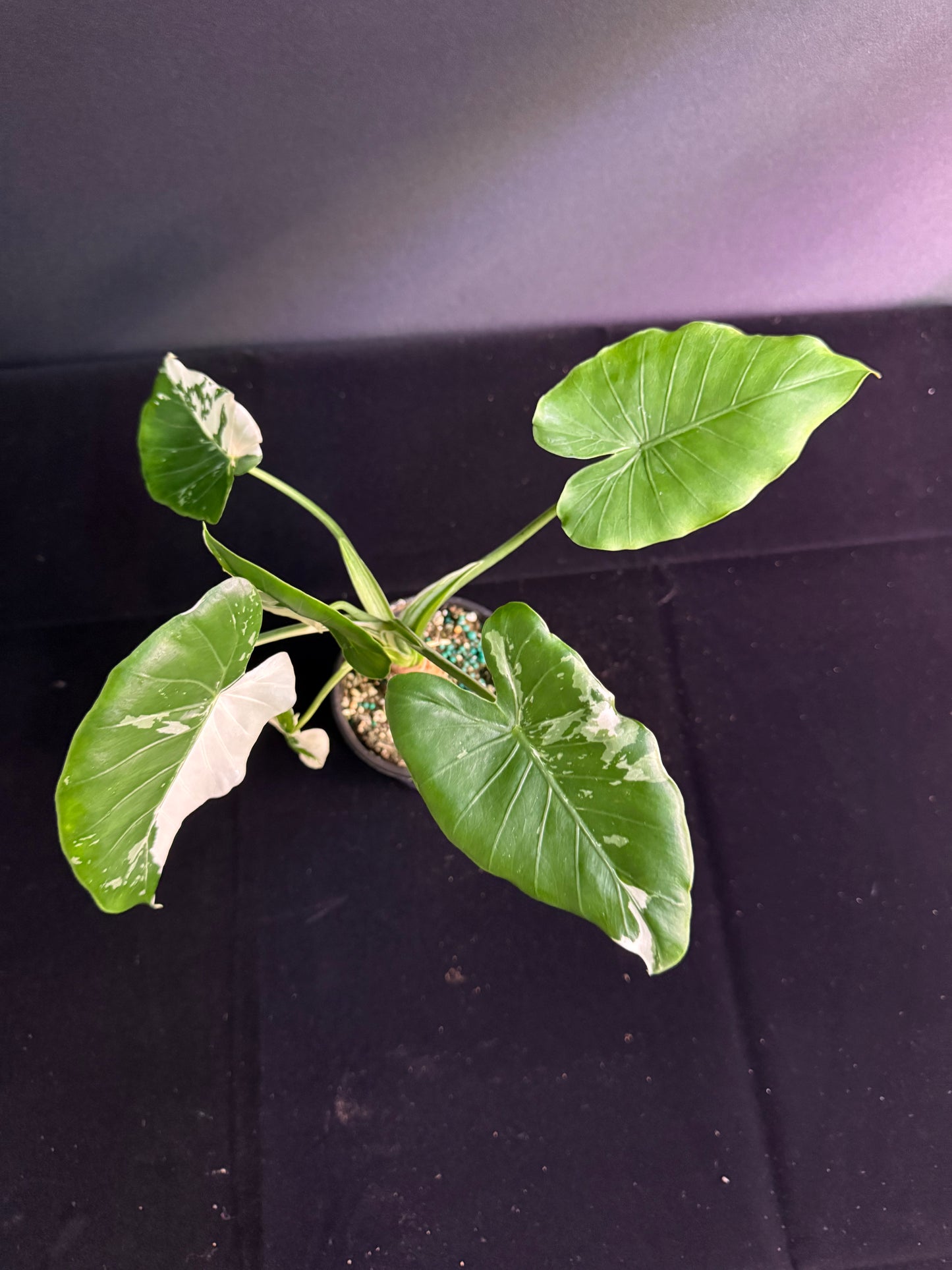 Alocasia Okinawa - Variegated - Grower's Choice