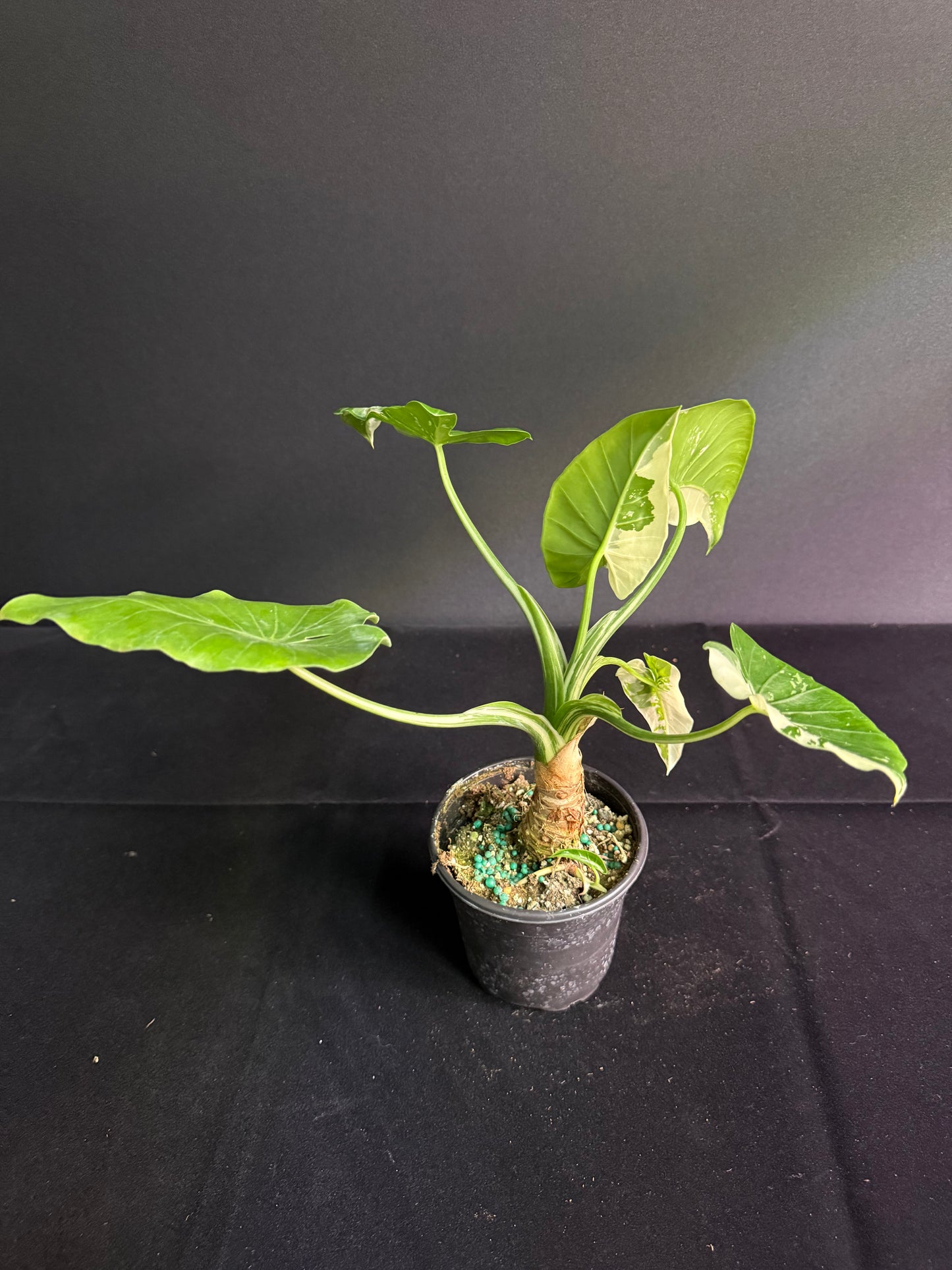 Alocasia Okinawa - Variegated - Grower's Choice