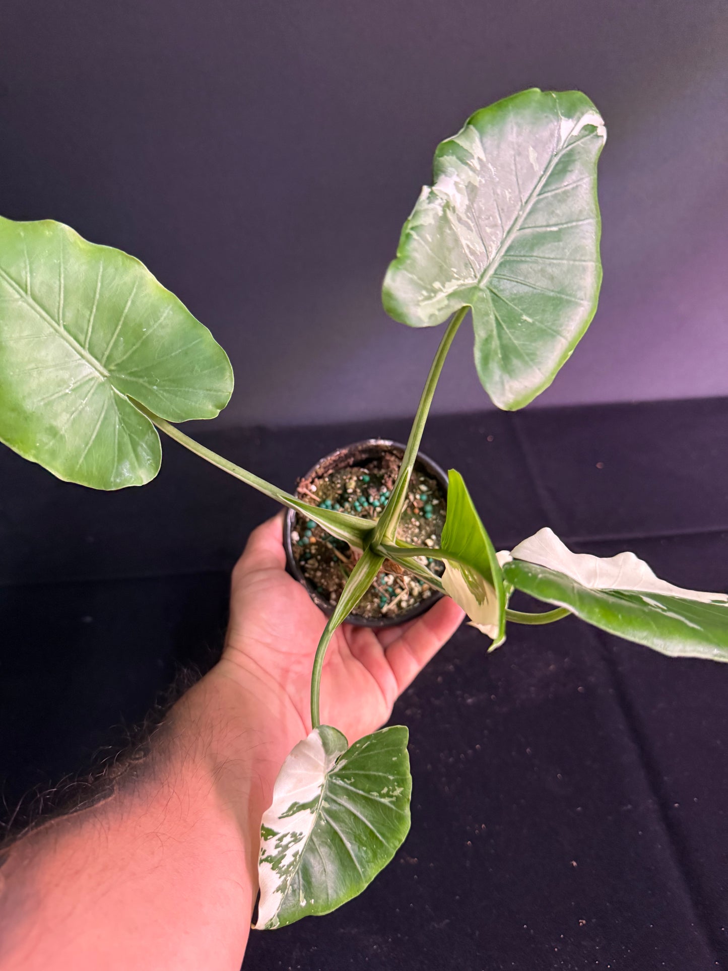 Alocasia Okinawa - Variegated - Grower's Choice