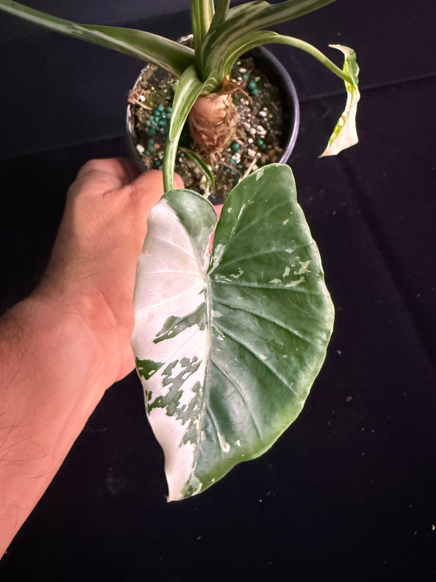 Alocasia Okinawa - Variegated - Grower's Choice