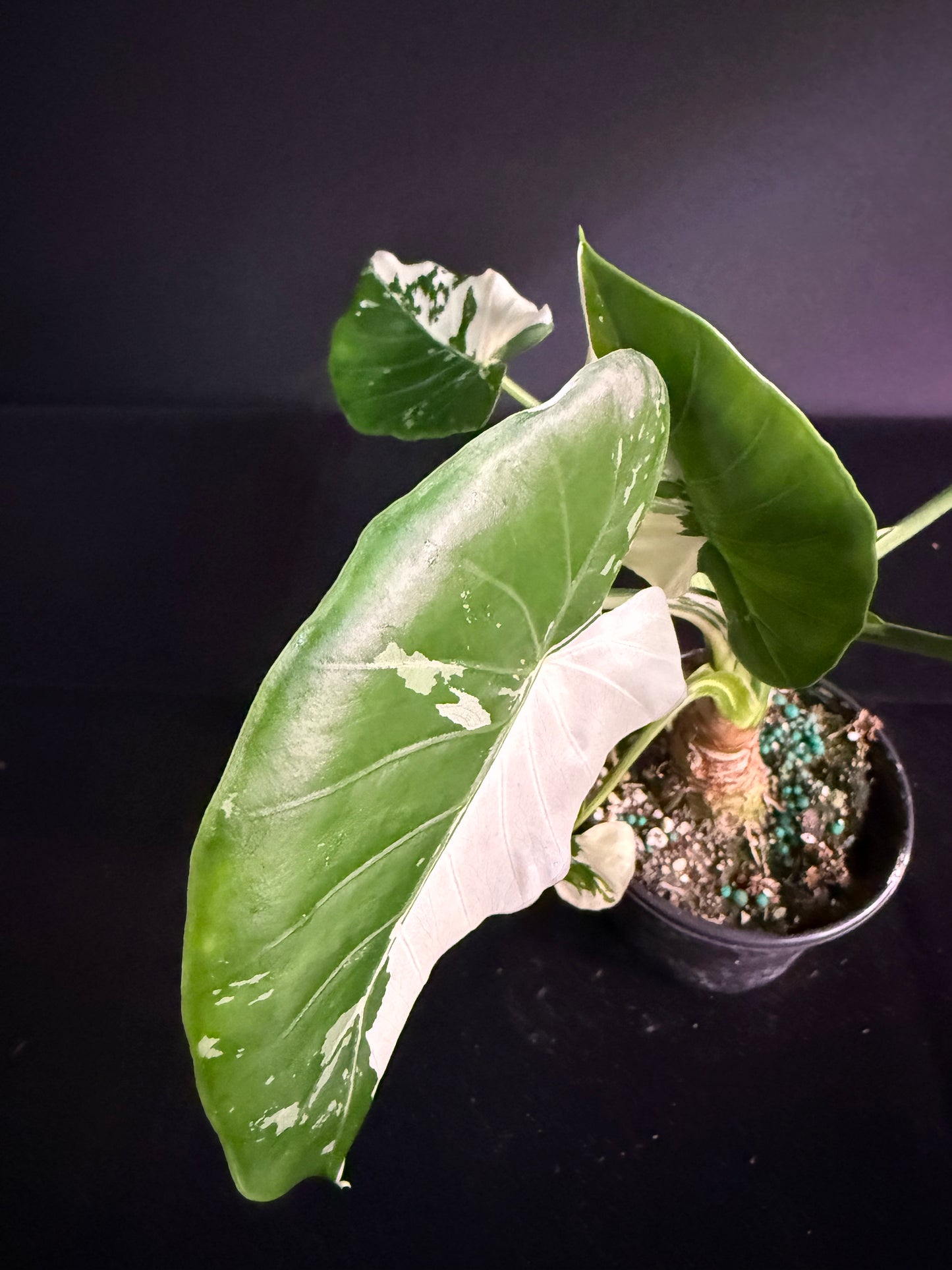 Alocasia Okinawa - Variegated - Grower's Choice