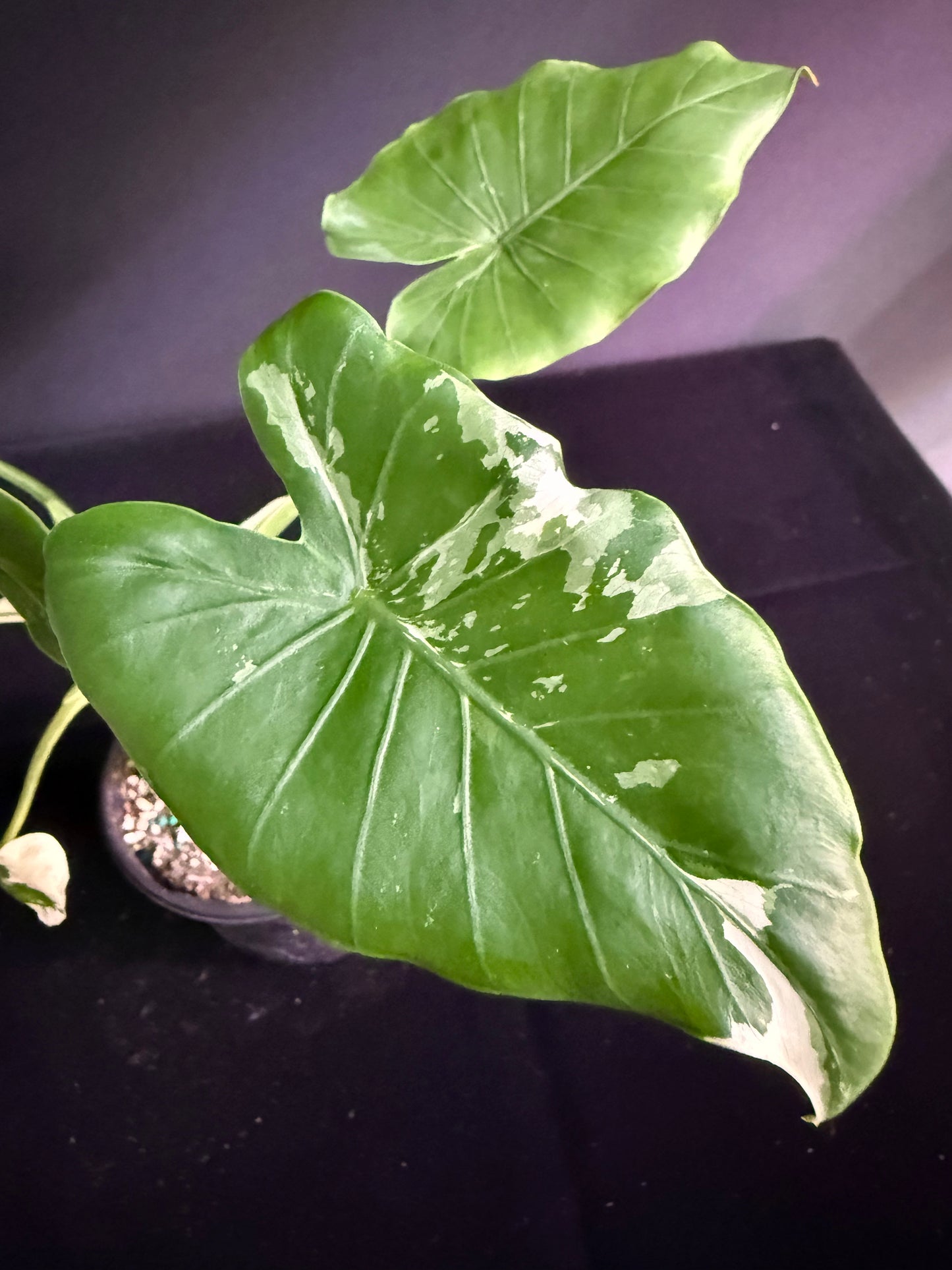 Alocasia Okinawa - Variegated - Grower's Choice