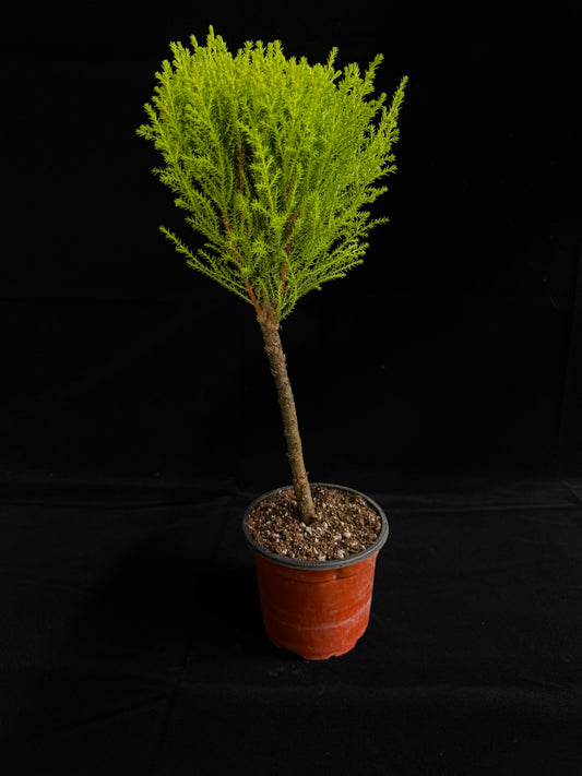 Lemon Cypress Ball Topiary - Grower's Choice