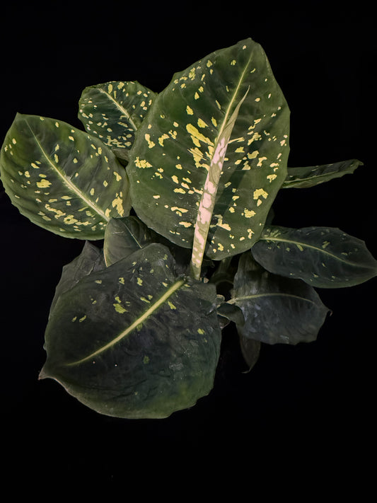 Dieffenbachia Reflector - Grower's Choice