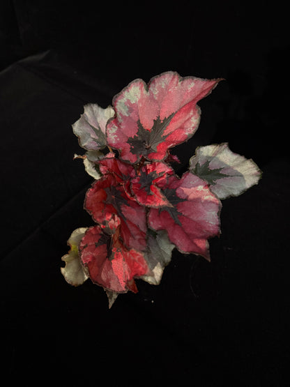 Begonia Rex - Grower's Choice