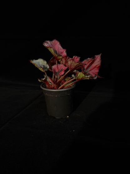 Begonia Rex - Grower's Choice
