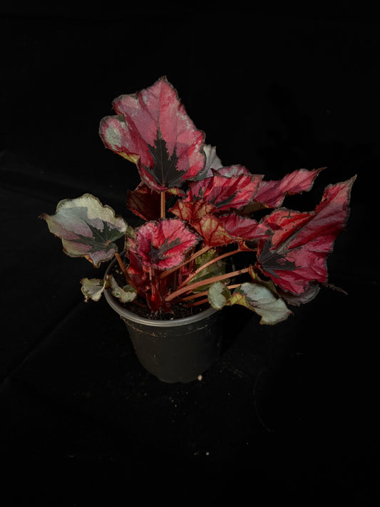 Begonia Rex - Grower's Choice