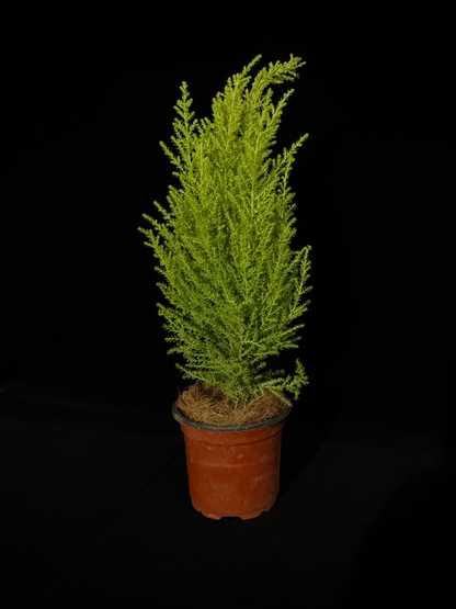 Lemon Cypress Cone - Grower's Choice