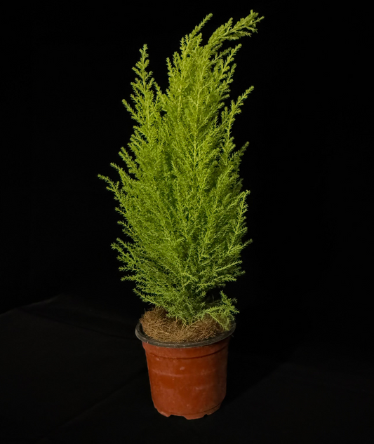 Lemon Cypress Cone - Grower's Choice