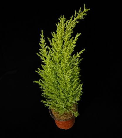 Lemon Cypress Cone - Grower's Choice