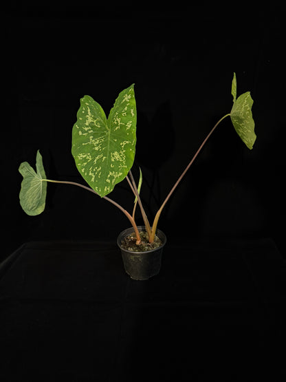 Alocasia Hilo Beauty - Grower's Choice