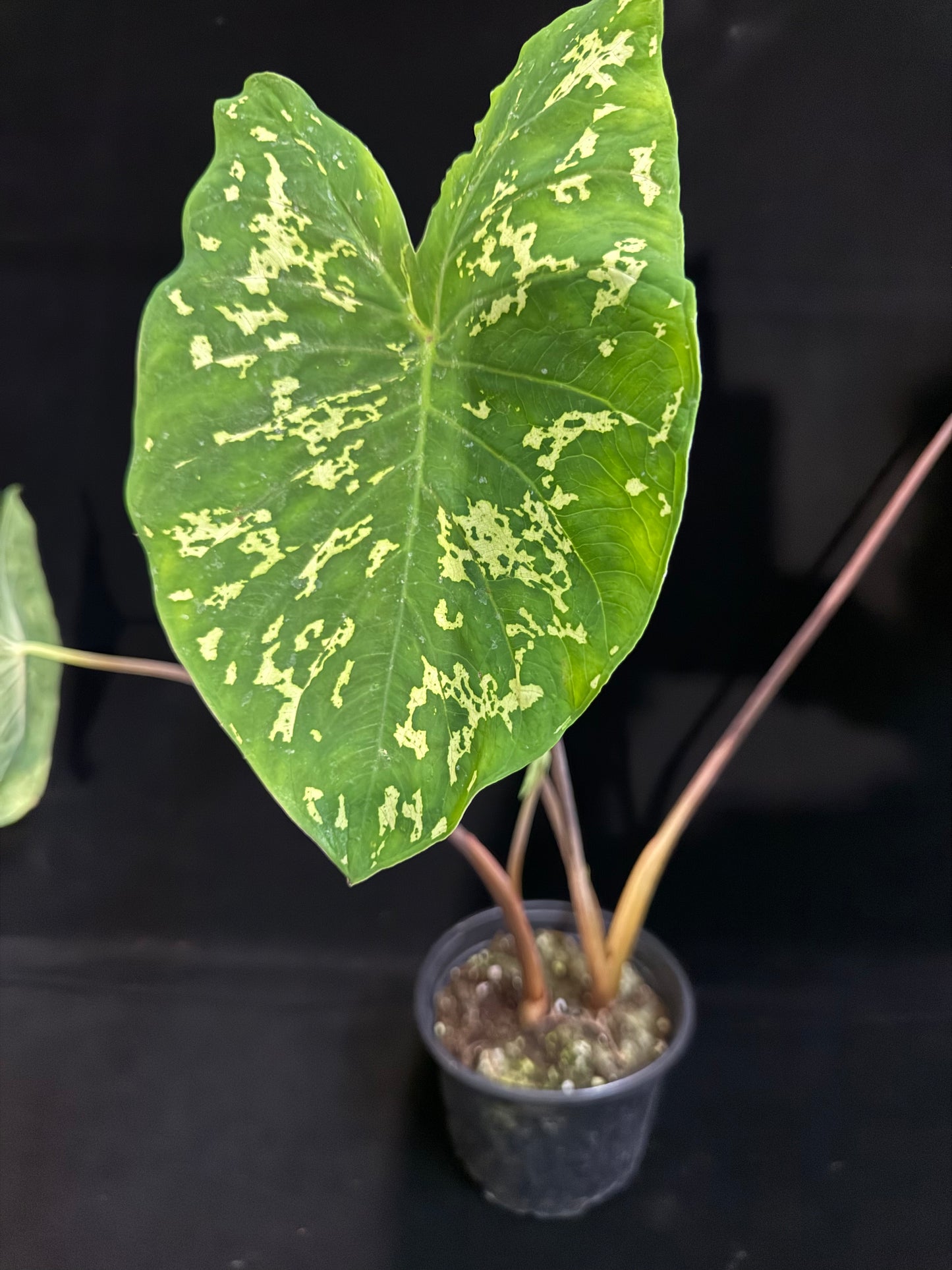 Alocasia Hilo Beauty - Grower's Choice