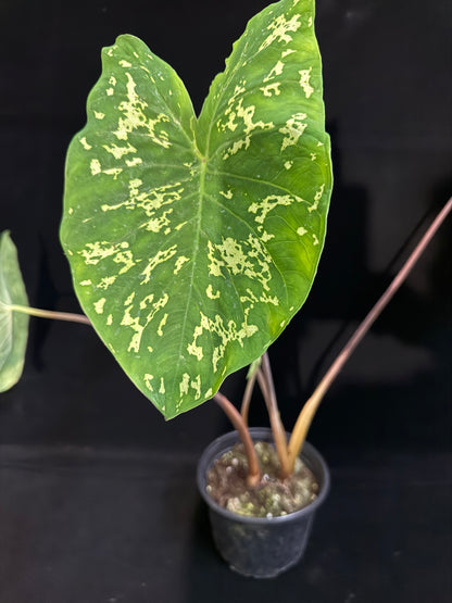 Alocasia Hilo Beauty - Grower's Choice