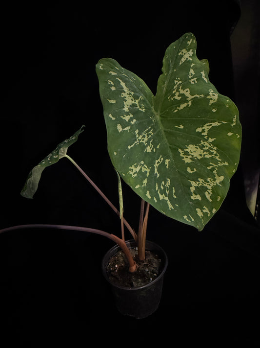 Alocasia Hilo Beauty - Grower's Choice